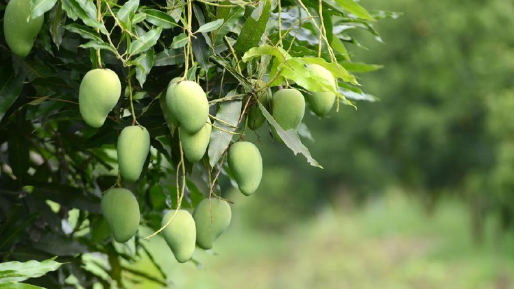 fresh mango on tree in the orchard
