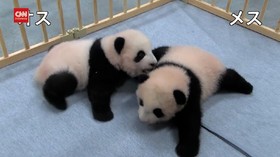VIDEO: Panda Kembar Kebun Binatang Tokyo Diberi Nama