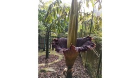 Bunga Bangkai di Kebun Raya Cibodas Mekar Lagi