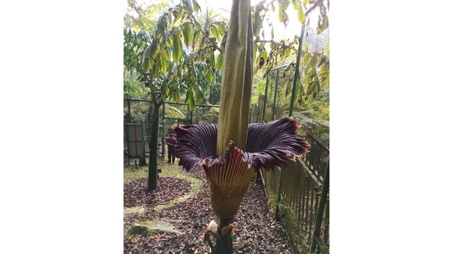Bunga Bangkai di Kebun Raya Cibodas mekar pada Sabtu (8/7) akhir pekan lalu. 