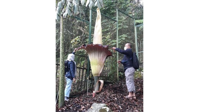 Bunga bangkai raksasa Amorphophallus titanium sudah mekar di Kebun Raya Cibodas hari ini.