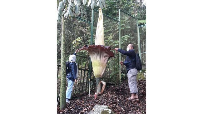 Bunga Bangkai Raksasa Mekar di Kebun Raya Cibodas Bunga bangkai raksasa Amorphophallus titanium sudah mekar di Kebun Raya Cibodas hari ini.