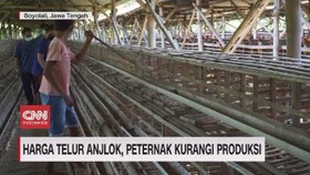VIDEO: Harga Telur Anjlok, Peternak Kurangi Produksi
