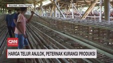 VIDEO: Harga Telur Anjlok, Peternak Kurangi Produksi