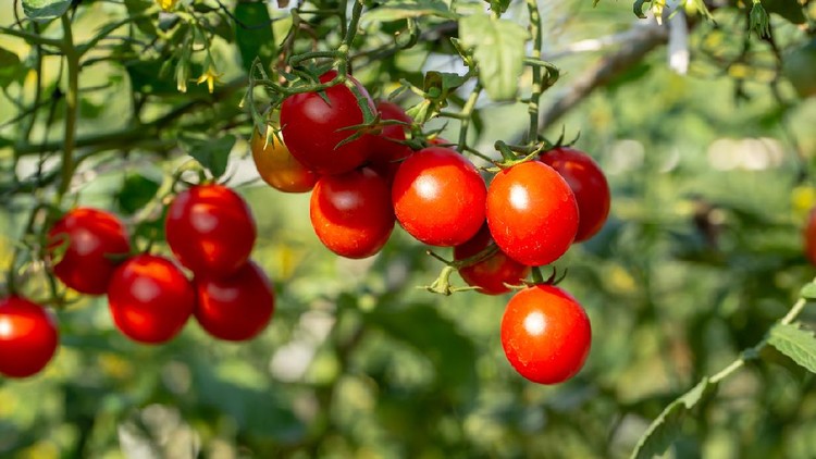 Ripe red tomatoes are hanging on the tomato tree in the agricultural farm.