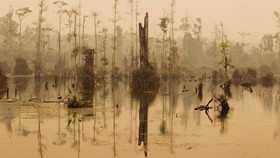 Perusak Hutan Lepas Tangan, Petisi Muncul Minta MA Ambil Alih