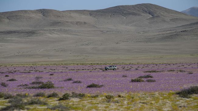 Gurun Atacama di Chile nampak berwarna-warni pada pekan ini, karena bunga liar yang tumbuh di padang tandus tersebut sedang bermekaran.