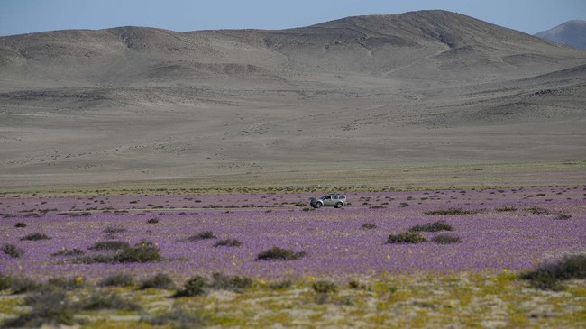 FOTO: Penampakan Mekar Bunga di Gurun Tandus Chile