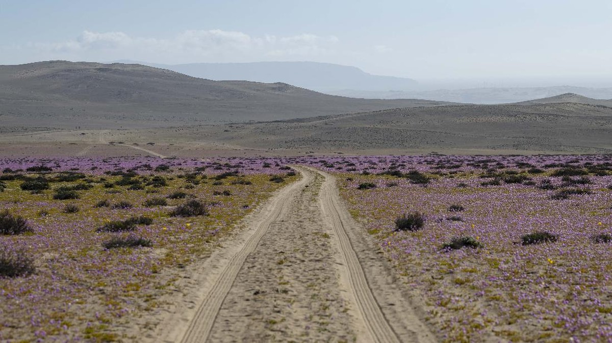 FOTO: Penampakan Mekar Bunga di Gurun Tandus Chile