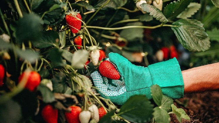 Man picking strawberries on farm