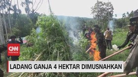 VIDEO: Ladang Ganja 4 Hektare Dimusnahkan