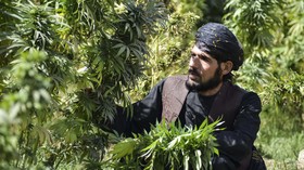 FOTO: Hamparan Ladang Ganja Andalan Taliban
