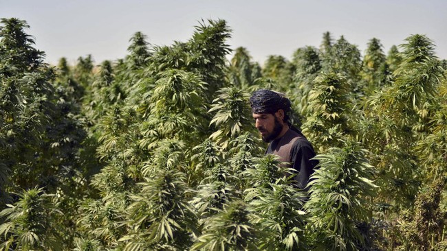 Cpharm Australia membantah bakal mendanai pengolahan ganja di Afghanistan senilai US$450 juta atau sekitar Rp6,67 triliun.