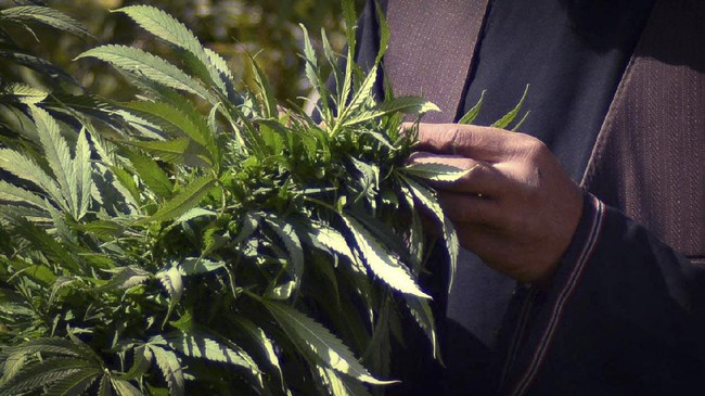 Bos Amazon ditangkap polisi akibat dugaan penyelundupan ganja secara online seberat 21 kilogram di India.