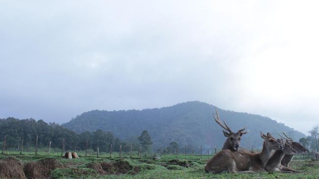 Ada banyak kegiatan yang bisa dilakukan dengan berlibur ke alam, dari mulai outbound, camping, bermain atau memberi makan hewan, hingga menikmati udara segar.