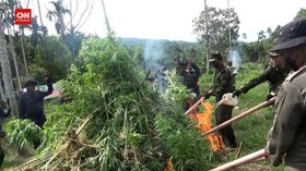 VIDEO: 4 Hektar Ladang Ganja Di Aceh Utara Dimusnahkan