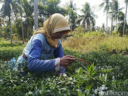 Serba-serbi Hari Perempuan Pedesaan Internasional 15 Oktober