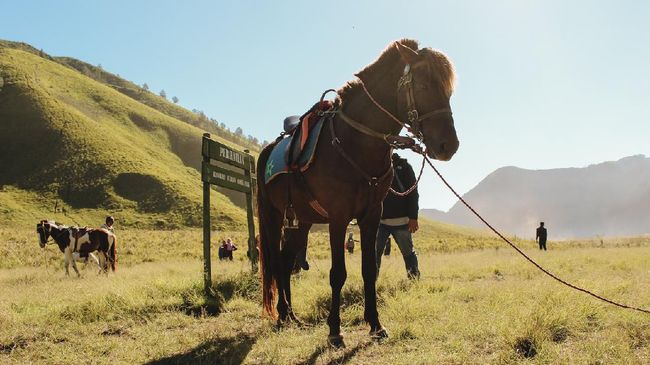 Ramai di Media Sosial, Savana Bromo Mulai Menghijau Pasca-Kebakaran