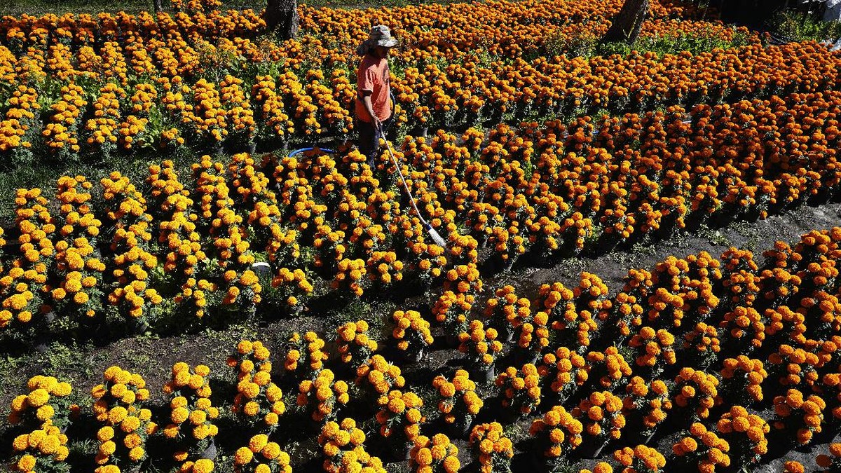 FOTO: Panen Marigold Jelang Festival Hari Kematian di Meksiko