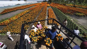 FOTO: Panen Marigold Jelang Festival Hari Kematian di Meksiko