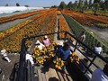 FOTO: Panen Marigold Jelang Festival Hari Kematian di Meksiko