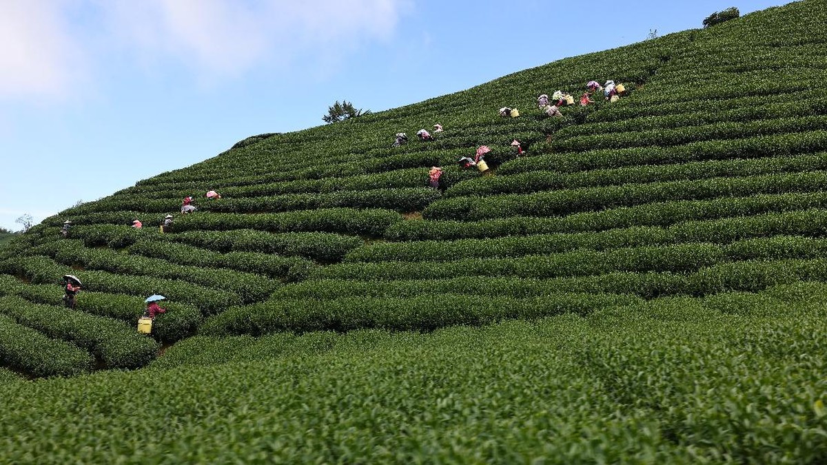FOTO: Perubahan Cuaca Hantam Ladang Teh di Taiwan