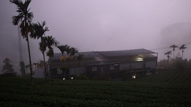 FOTO: Perubahan Cuaca Hantam Ladang Teh di Taiwan