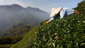 FOTO: Perubahan Cuaca Hantam Ladang Teh di Taiwan