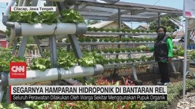 VIDEO: Segarnya Hamparan Hidroponik di Bantaran Rel