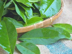 Cara Konsumsi Daun Salam untuk Kesehatan Jantung hingga Asam Urat