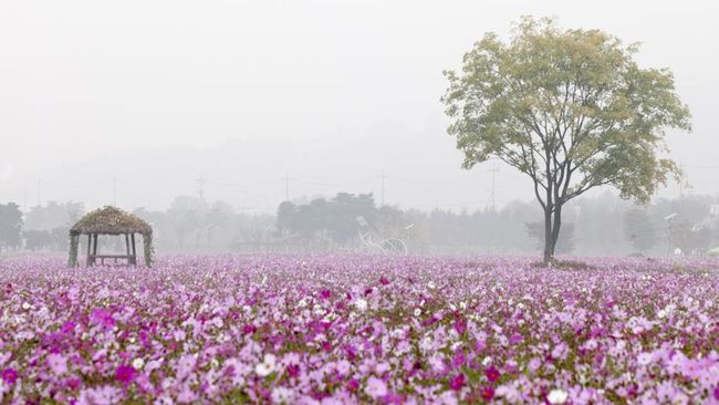 Warna alam saat musim gugur di Korea Selatan tak hanya merah atau oranye saja.