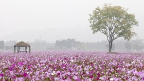 5 Taman di Korea Selatan yang Berwarna-warni saat Musim Gugur