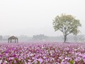 5 Taman di Korea Selatan yang Berwarna-warni saat Musim Gugur