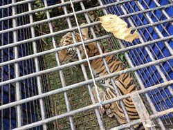 Harimau Tewaskan 2 Warga Ditemukan Mati di Penampungan BKSDA Jambi