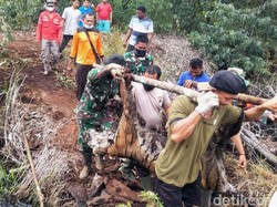Sedih! Evakuasi Bangkai Harimau Sumatera yang Mati Kena Jerat