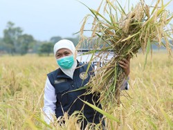 Khofifah Ajak Masyarakat Perkuat Ketahanan Pangan di Jatim, Caranya?