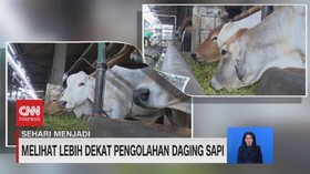VIDEO: Sehari Menjadi Produsen Pengolah Daging Sapi