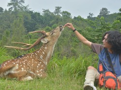 Pesona Penangkaran Rusa Cariu di Bogor nan Memukau