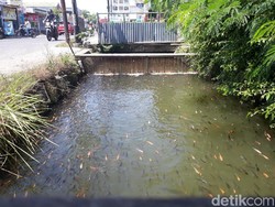 Sulap Selokan Jadi Kolam Ikan, Warga Karanganyar Raup Cuan