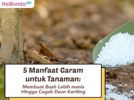 5 Manfaat Garam untuk Tanaman: Membuat Buah Lebih manis Hingga Cegah Daun Keriting