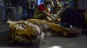 Harimau Terluka Dievakuasi dari Padang Lawas Sumut