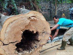 Jejak Sesajen di Pohon Raksasa Tumbang di Jalan Tamansari Bandung