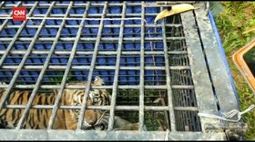 VIDEO: Evakuasi Harimau Penerkam 2 Warga di Jambi