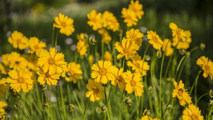 Yellow flowers in the field