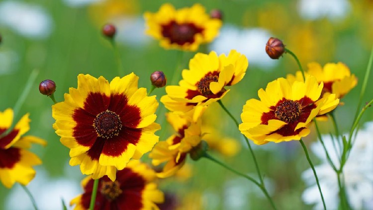 Tickseed, Germany, Eifel.