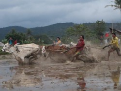 Pacu Jawi di Luak Limopuluah Diusulkan Jadi Warisan Budaya Tak Benda Indonesia