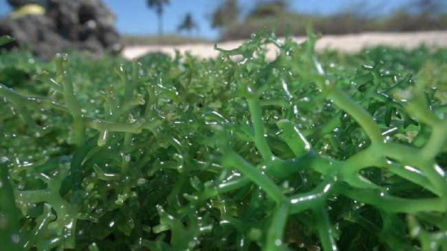 Wakatobi, Boba dan Rumput Laut Nelayan Jumali Nelayan di Wakatobi membudidayakan rumput laut yang bisa dijadikan pangan olahan, salah satunya adalah boba. KKP mendukung komoditas ini bisa diekspor.