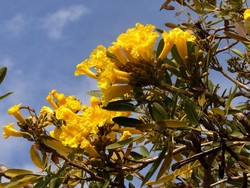 Di Balik Mitos Tabebuia yang Mekar, Penanda Ujian Tengah Semester di ITB