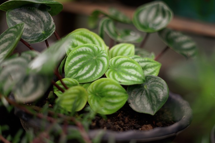 tanaman hias peperomia watermelon Watermelon peperomia is the common name used for a popular species from the Peperomia genus named Peperomia argyreia. Named watermelon for its similarity of appearance to the rind (skin) of a watermelon.