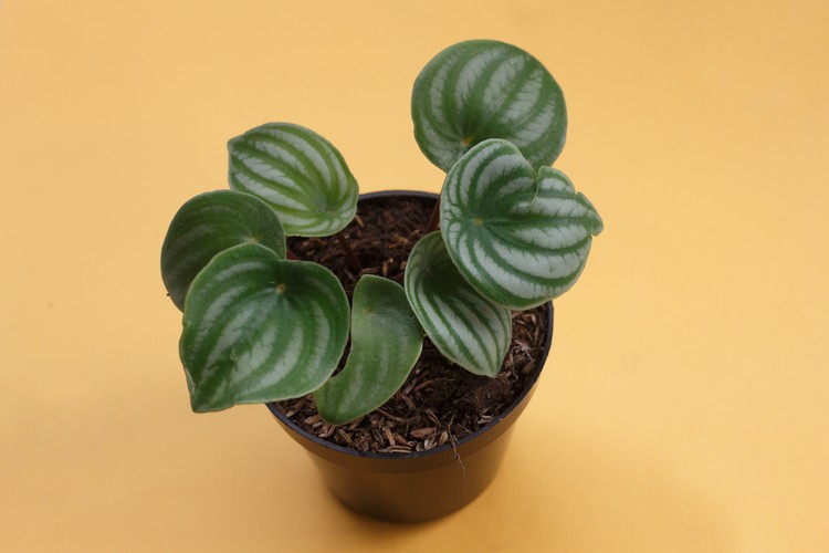 tanaman hias peperomia watermelon Watermelon peperomia plant. Houseplant for home decoration. a plant that has green, patterned leaves